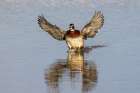 Wood duck male flying landing in wetland, Marion County, Illinois. Art Print